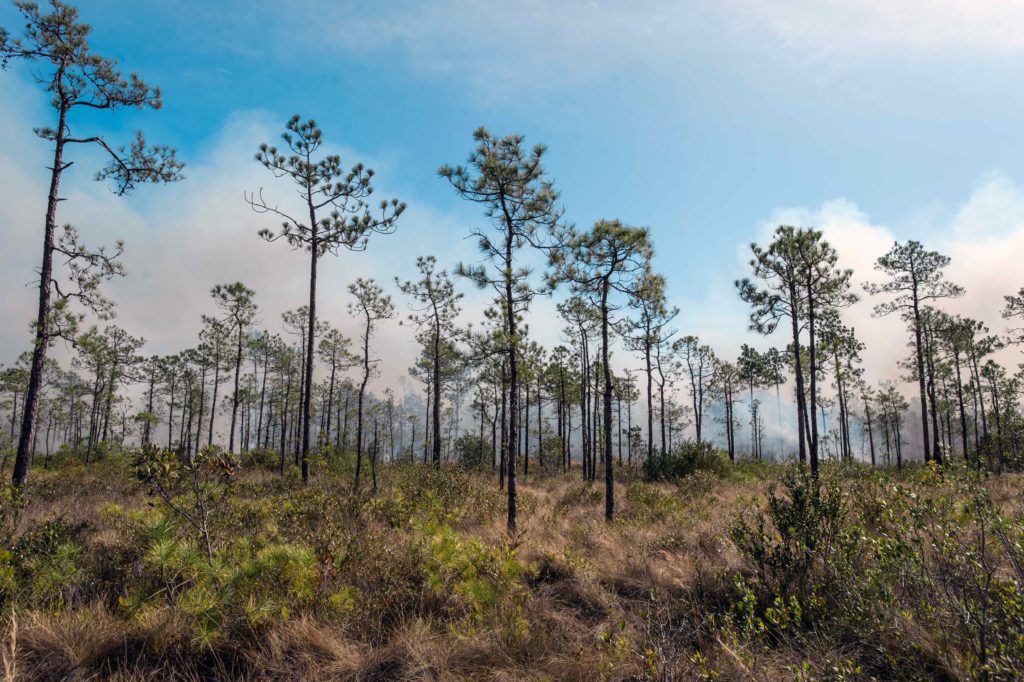 Restoring The Longleaf Pine Ecosystem - The Moore Charitable Foundation