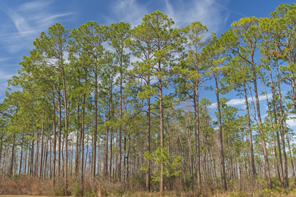 $7.5 Million Awarded to Restore Longleaf Pine Forests - The Moore ...