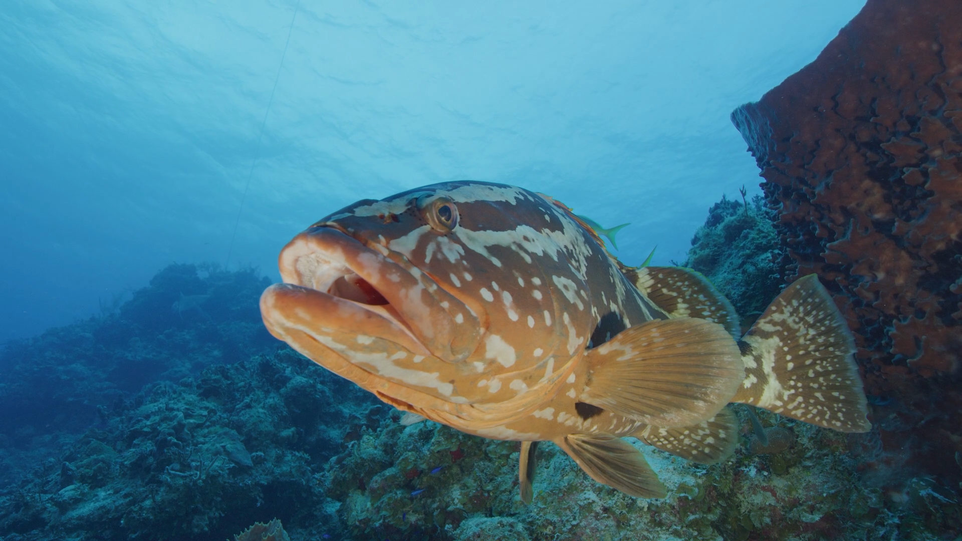 Grouper, Nassau