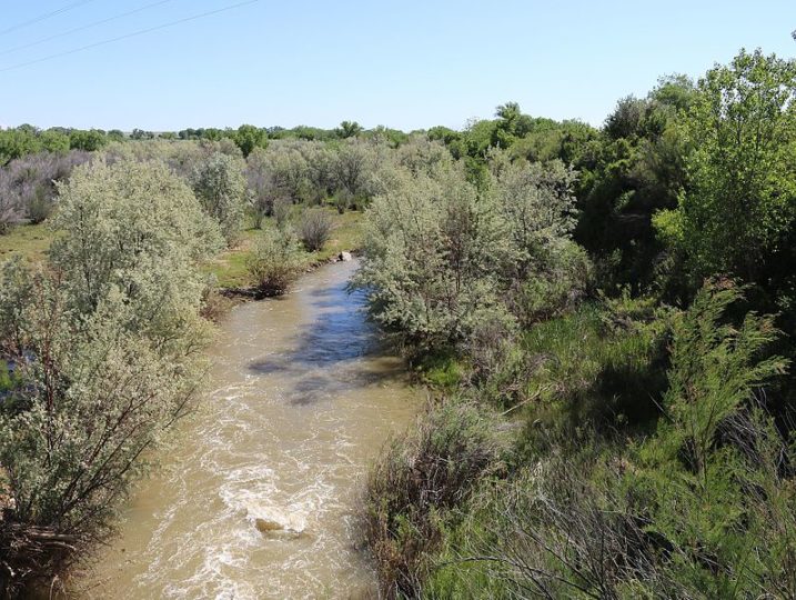 Fighting Noxious Riparian Weeds in Southern Colorado - The Moore ...