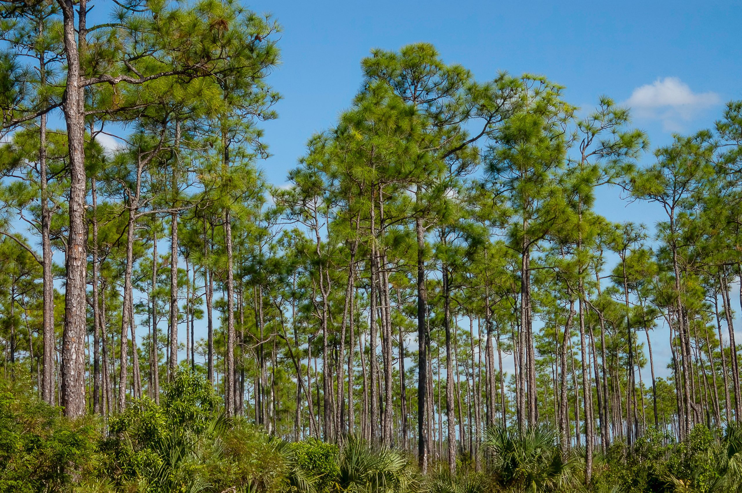 Dense pine forest under a bright blue sky with tall trunks and green needles read as a single forest scene